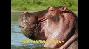 "Речная лошадь"