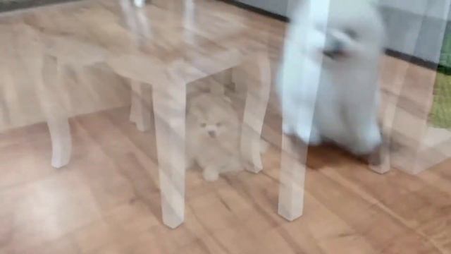 Белый мальчик шпиц