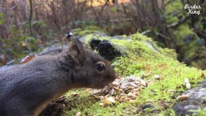 Dog TV - Chipmunks, Squirrels, and Birds in the Woods.