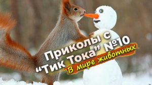 Приколы с "Тик Тока" №10 В мире животных!