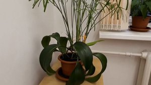 ЭУХАРИС! Будет цвети без Проблем!!!