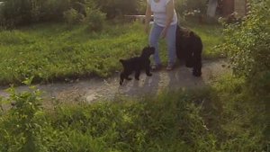 Щенок Русского черного терьера, 2 месяца, продается: www.adam-brt.ru