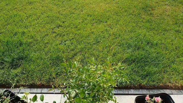 Средство от тли/вертушки #влог #жизньвгермании #моибудни #готовимдома смотреть онлайн