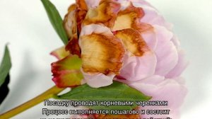 Пион Корал Суприм (Paeonia Coral Supreme)