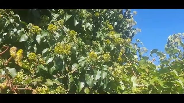 ядовитый плющ цвіте