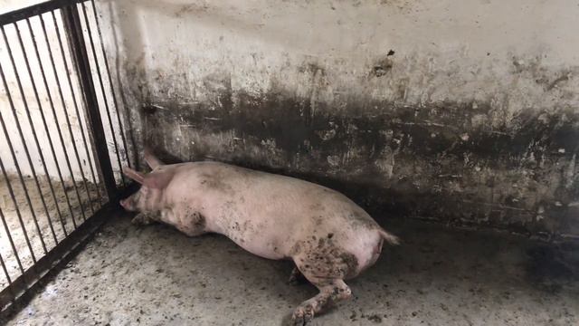 ШОК❌ПАДАЮТЬ ціни на ПОРОСЯТ❗️методи стимуляції статевої охоти у свинок смотреть онлайн