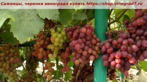 25 июля и ультраранний виноград Памяти учителя- думаю, что это лучша форма Павловского. Пузенко