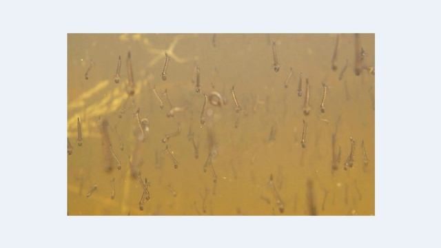 Как сократить количество комаров на даче смотреть онлайн