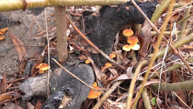 Грибы на Десне в ноябре: Гигрофор поздний, Фламмулина и Вешенка смотреть онлайн