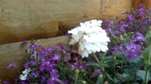 Clearwing Hummingbird Moth