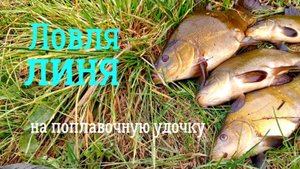 Ловля ЛИНЯ на удочку