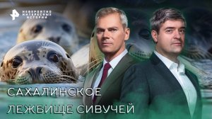 Сахалинское лежбище сивучей — Невероятно интересные истории (02.10.2022)