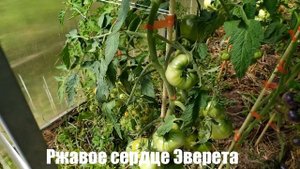 Микрообзор сорта томата Ржавое (заржавевшее) сердце Эверета, теплица, Калуга. (Суперсорт)