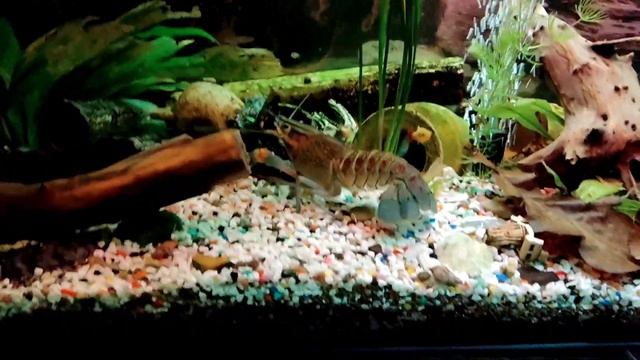 Северумы в аквариуме, и раки ????? смотреть онлайн