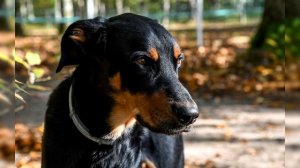 Босерон. Плюсы и минусы, Цена, Как выбрать, Факты, Уход, История