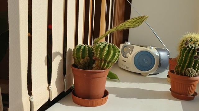 Кактус зацвел, цветы на подоконнике смотреть онлайн