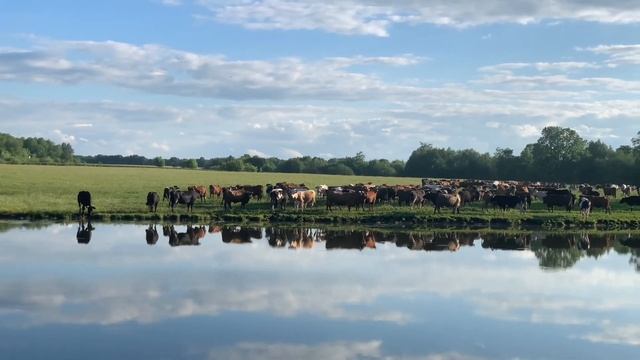 С мужем на рыбалку / Деревенская Атмосфера: Поросята гуляют во дворе, Стадо коров и Бывалый кот Vlo смотреть онлайн