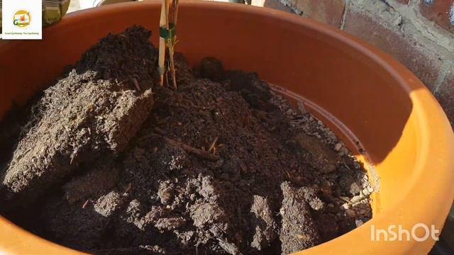 Planting Kiwi Vine In My Patio Container~ Growing Hardy Kiwi Fruit In Containers