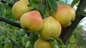 Груша для Организма польза или вред