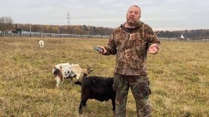 Козы или бараны? Каких животных разводить на даче?
