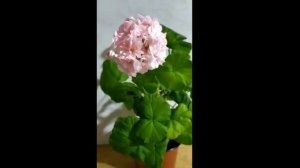 Лучшие сортовые пеларгонии. Лидер №1.Зональная  густо махровая  карликовая пеларгония  Passat.