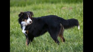 Овчарка. Уэльская овчарка