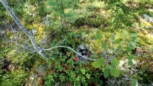 100 КГ ДИКОЙ ЯГОДЫ ЗА 3 ЧАСА. СБОР ЯГОД В КАРЕЛИИ