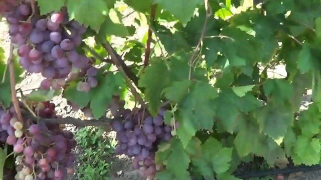 Сорт винограда Красная Роза смотреть онлайн