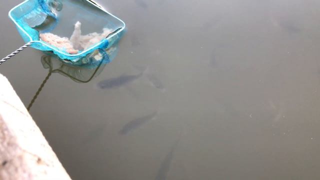 Ловля карася сачком на хлеб. СМОТРЕТЬ ДО КОНЦА!!! смотреть онлайн