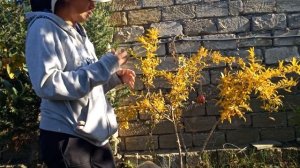 Гранат, уход, сбор урожая, полив и удобрения