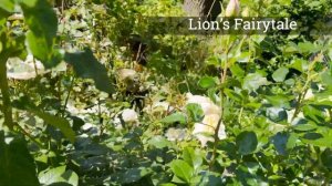 ? Mary Ann's Rose Garden Tour w/ Closeup Hummingbirds | Victoria British Columbia, Canada Zone 8b