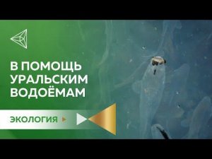 Сазан для очистки уральских водоёмов