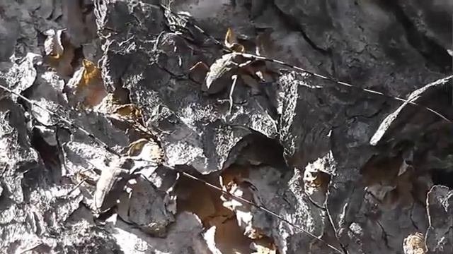 БИОСФЕРА: 190. Усач Серый Длинноусый (Acanthocinus Aedilis)