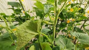 пустоцветы на огурцах. Как заставить огурец плодоносить. Полезное видео об огурцах.