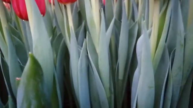 Хени ван дер мост, 100%-я выгонка смотреть онлайн