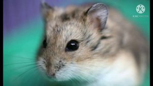 Я сижу на камушке лалала. Мои серые хомячки. ?????