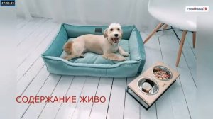 Все о приютах для бездомных животных.