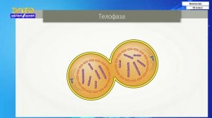 10-класс | Биология | Деление клетки. Митоз и мейоз