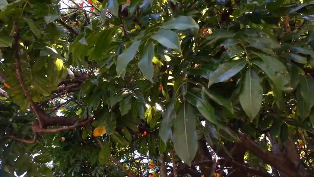 Castanospermum australe - Blackbean - Moreton Bay Chestnut HD 01 смотреть онлайн