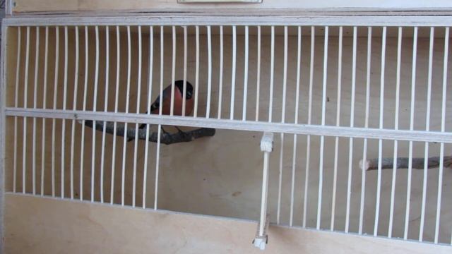 Снегирь. Приручение.