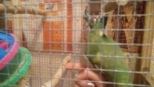 Как ВЫПУСТИТЬ ПОПУГАЯ из клетки.  РУЧНЫЕ ПОПУГАИ!  ВОЛнитый попугай.  ожереловый попуай.  Жемчужинк