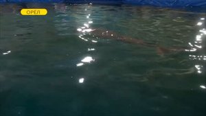 Передвижные дельфинарии в России