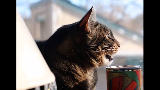 Ученые раскрыли секрет "стрекотания" кошек смотреть онлайн