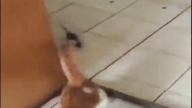 Кошки - мышки ✿ Видео приколы про животных смотреть онлайн