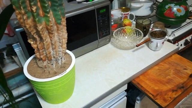 Не цветут кактусы?Пересадка и уход за кактусами.