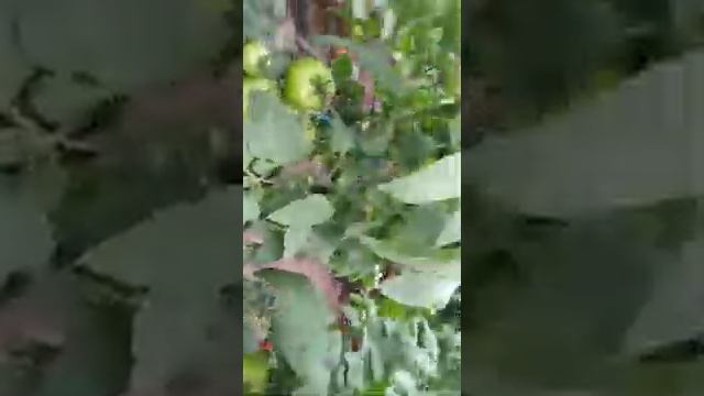 Полностью органическое выращивание томатов в Ростовской области.