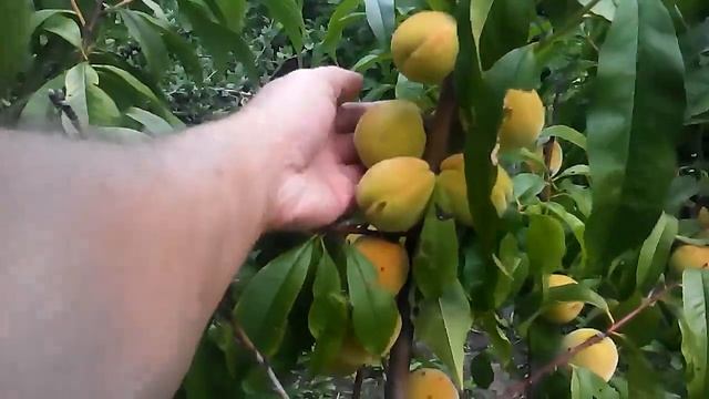 Персик Беларусь Солигорск 2019 . смотреть онлайн