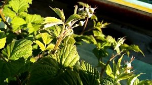 малина сорта - маравилла, энросадира, пшехиба, амира состояние на 2 мая юг Ростовской области.