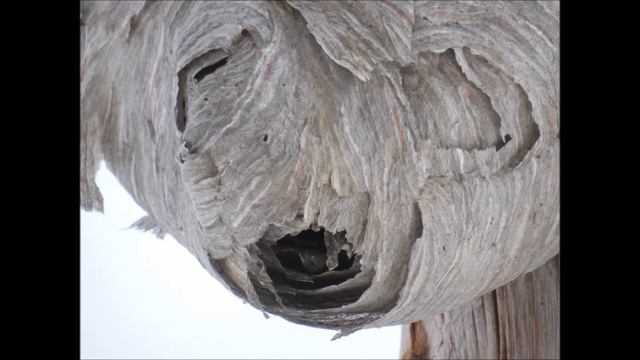 My Nikon coolpix S9200 in overcast winter photos смотреть онлайн