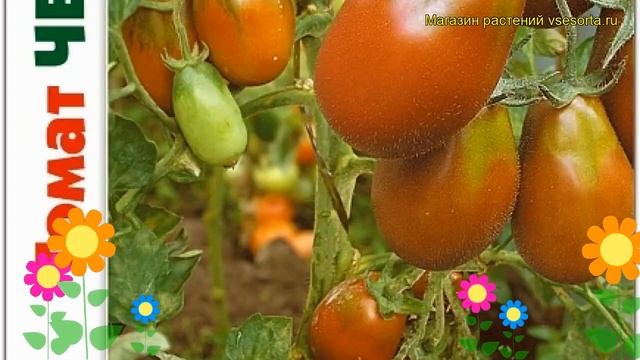 Томат Черномор. Краткий обзор, описание характеристик solanum lycopersicum Chernomor